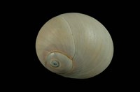 藏品(大玉螺)的圖片